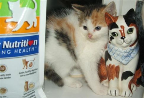 Picture of a cat / kitten / feline