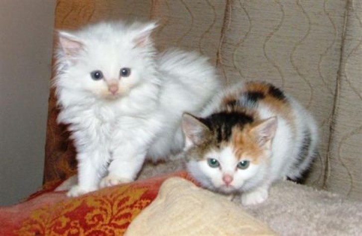 Picture of a cat / kitten / feline