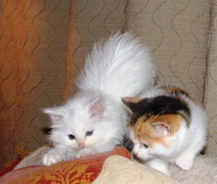 Picture of a cat / kitten / feline