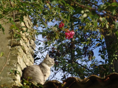 Picture of a cat / kitten / feline