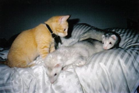 Picture of a cat / kitten / feline