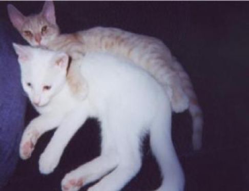 Picture of a cat / kitten / feline