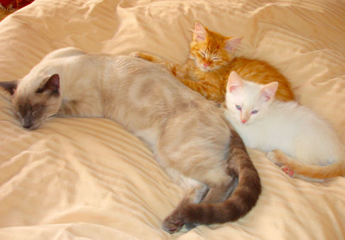 Picture of a cat / kitten / feline