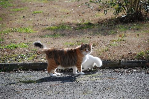 Picture of a cat / kitten / feline