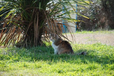 Picture of a cat / kitten / feline