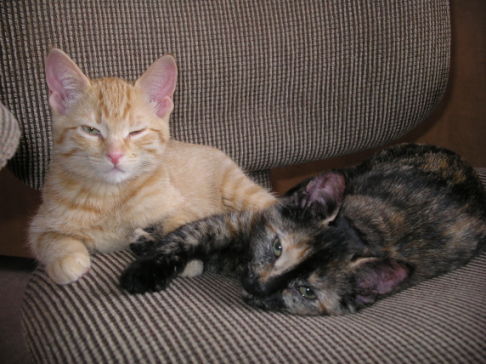 Picture of a cat / kitten / feline