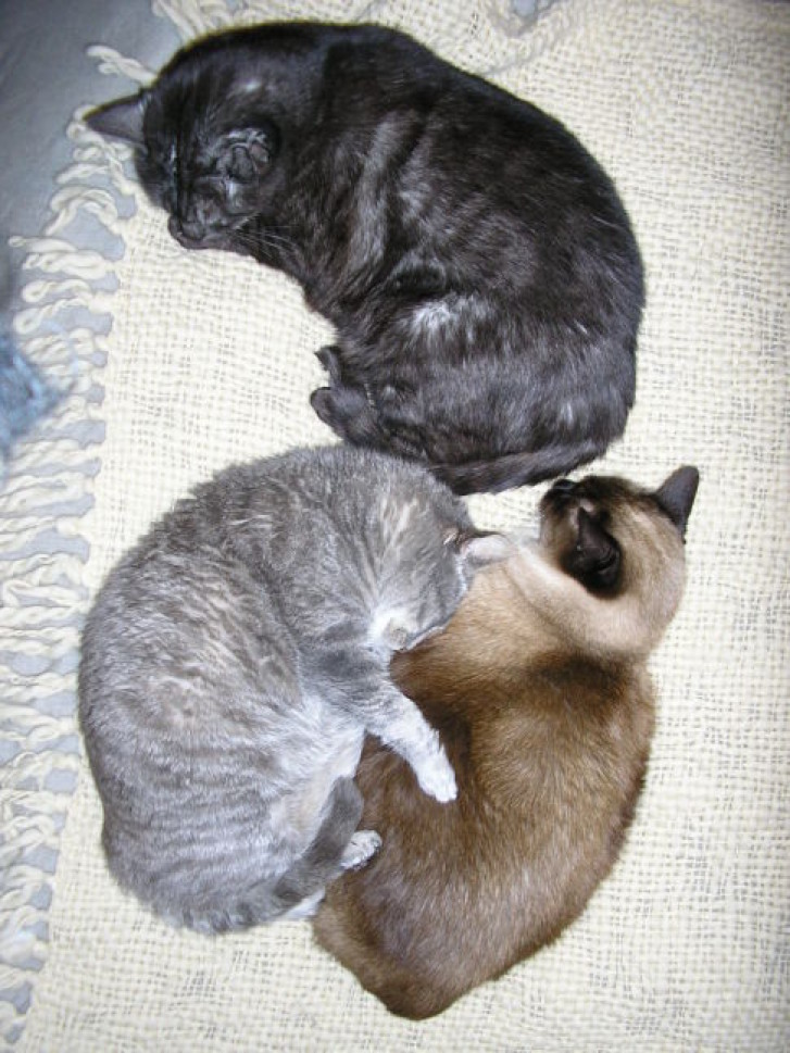 Picture of a cat / kitten / feline