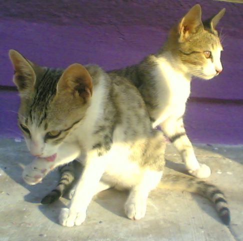 Picture of a cat / kitten / feline