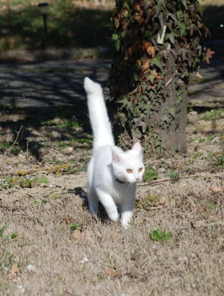 Picture of a cat / kitten / feline