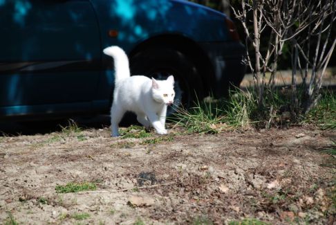 Picture of a cat / kitten / feline