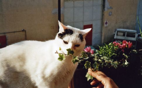 Picture of a cat / kitten / feline