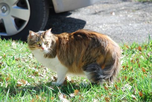 Picture of a cat / kitten / feline