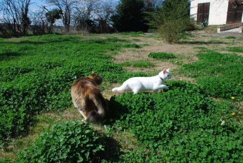 Picture of a cat / kitten / feline