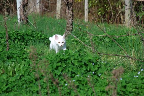 Picture of a cat / kitten / feline