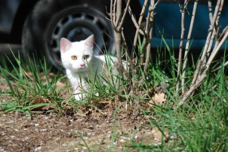 Picture of a cat / kitten / feline