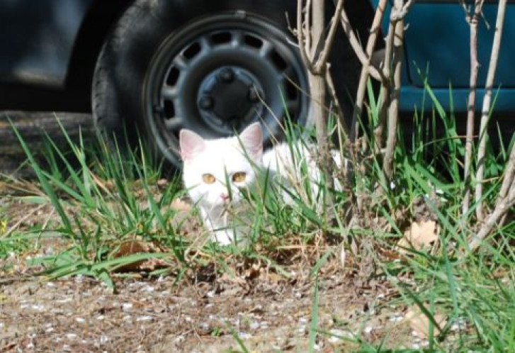 Picture of a cat / kitten / feline