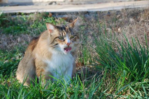 Picture of a cat / kitten / feline