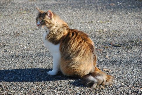 Picture of a cat / kitten / feline