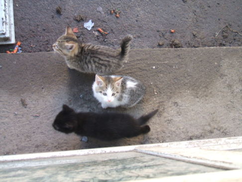 Picture of a cat / kitten / feline