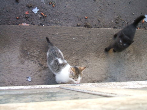 Picture of a cat / kitten / feline