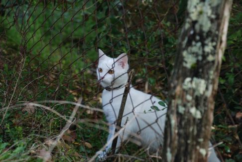 Picture of a cat / kitten / feline