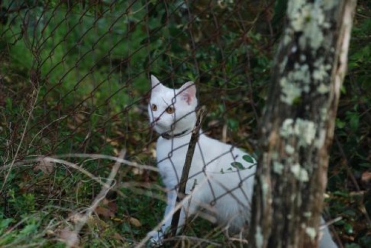 Picture of a cat / kitten / feline