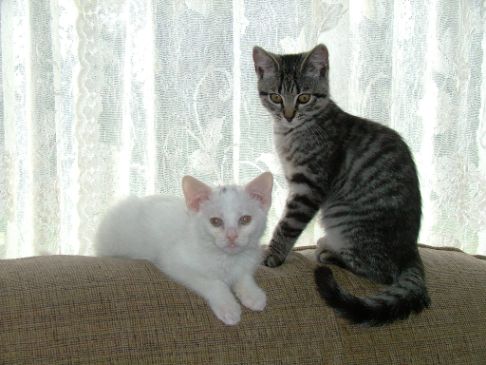 Picture of a cat / kitten / feline