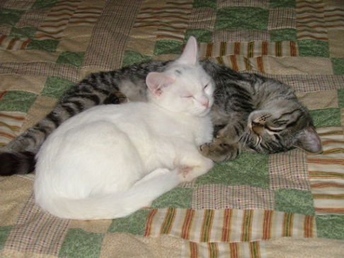 Picture of a cat / kitten / feline