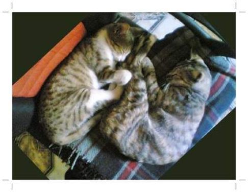 Picture of a cat / kitten / feline