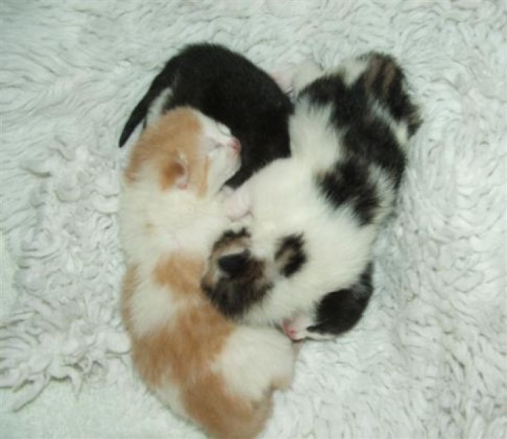 Picture of a cat / kitten / feline