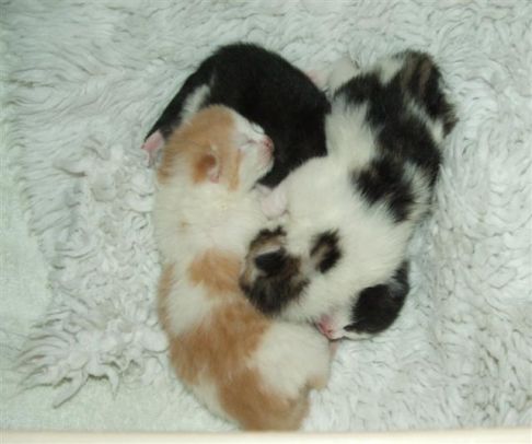 Picture of a cat / kitten / feline