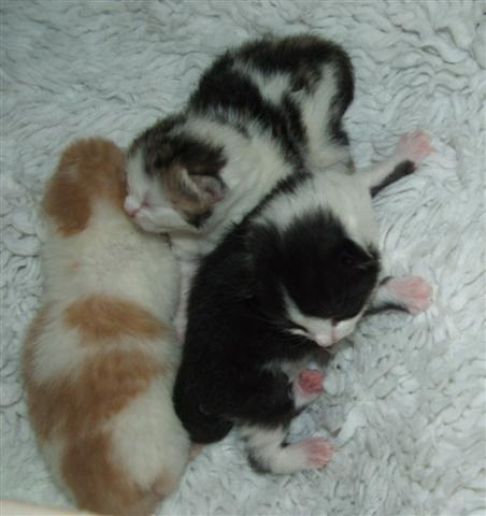 Picture of a cat / kitten / feline