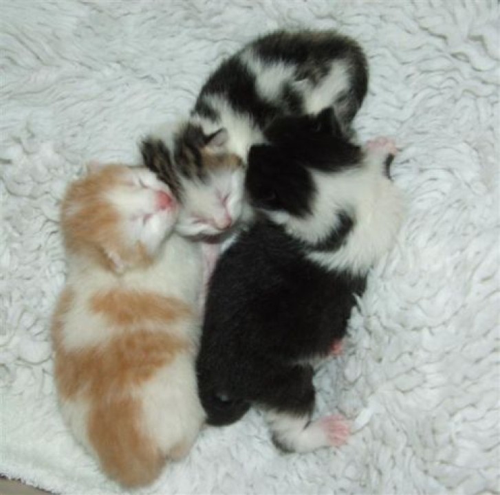 Picture of a cat / kitten / feline