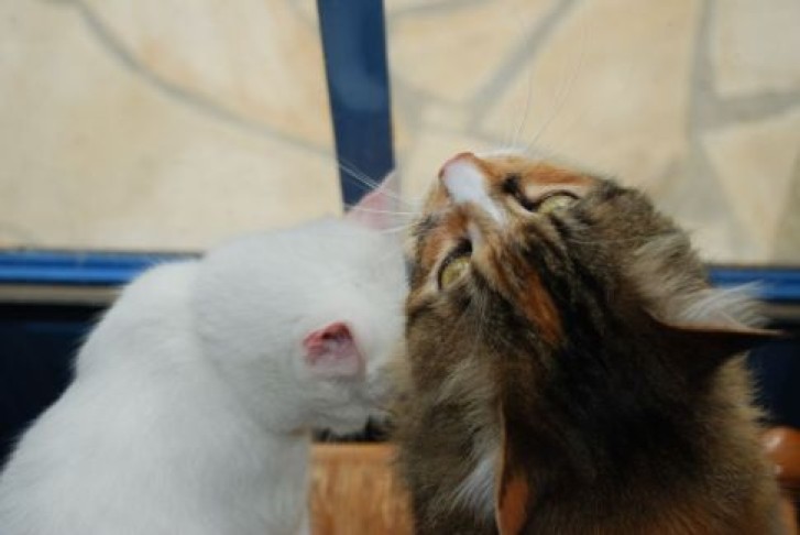 Picture of a cat / kitten / feline