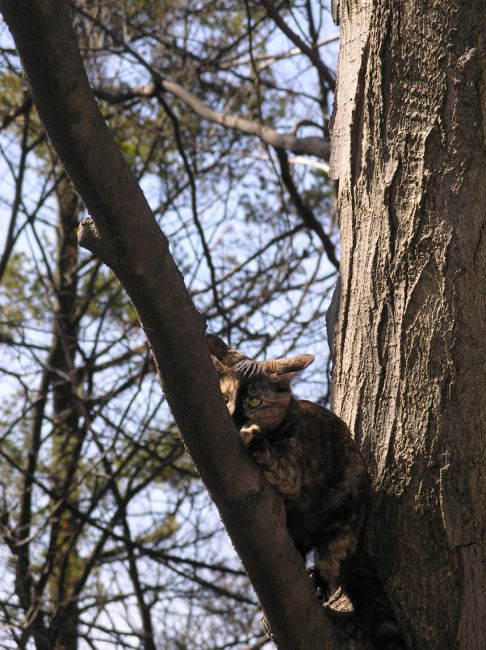 Picture of a cat / kitten / feline