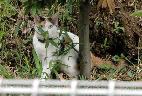 Picture of a cat / kitten / feline