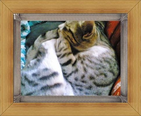 Picture of a cat / kitten / feline