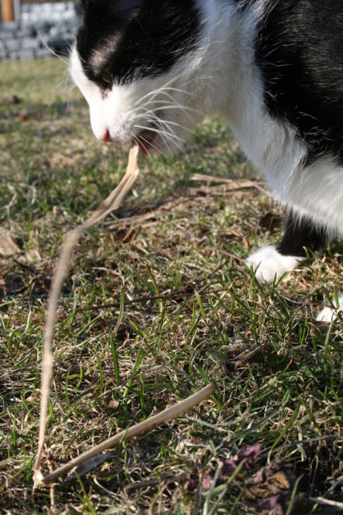 Picture of a cat / kitten / feline