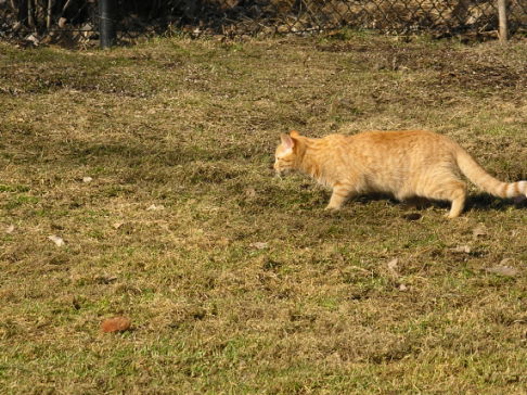 Picture of a cat / kitten / feline