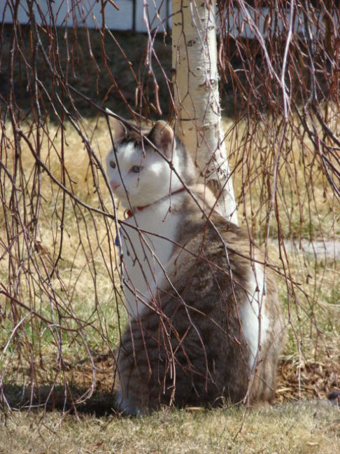 Picture of a cat / kitten / feline