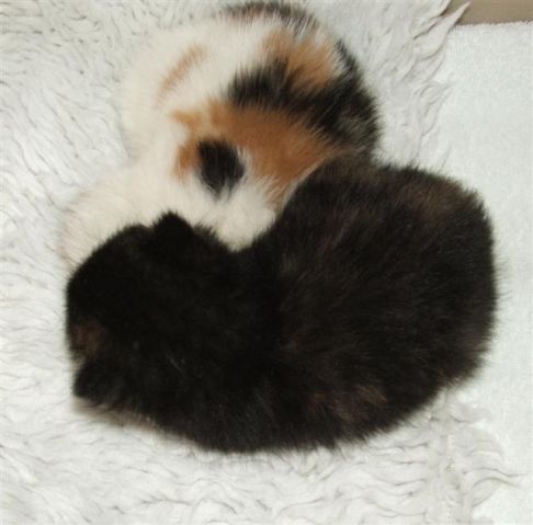 Picture of a cat / kitten / feline