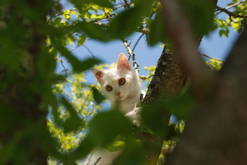 Picture of a cat / kitten / feline