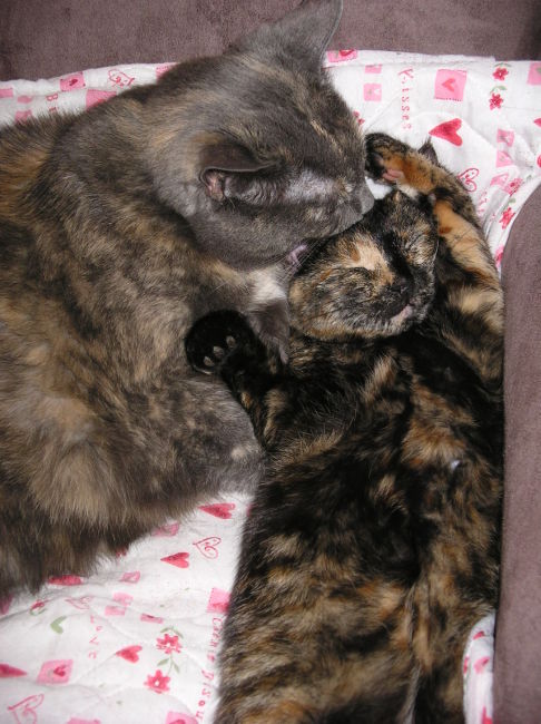 Picture of a cat / kitten / feline