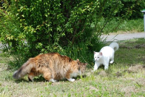 Picture of a cat / kitten / feline