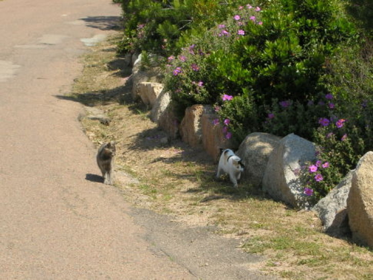 Picture of a cat / kitten / feline