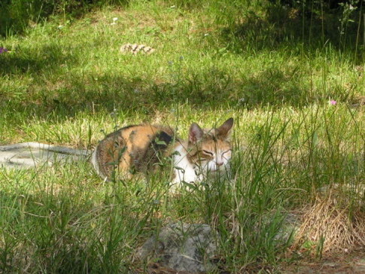 Picture of a cat / kitten / feline