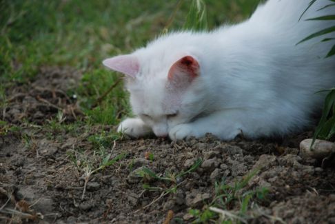 Picture of a cat / kitten / feline