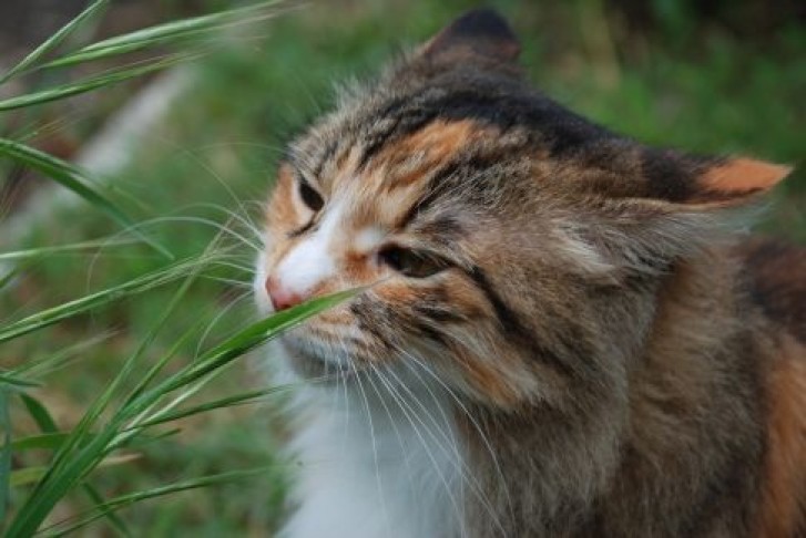 Picture of a cat / kitten / feline