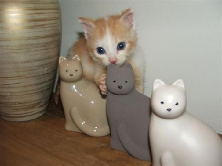 Picture of a cat / kitten / feline