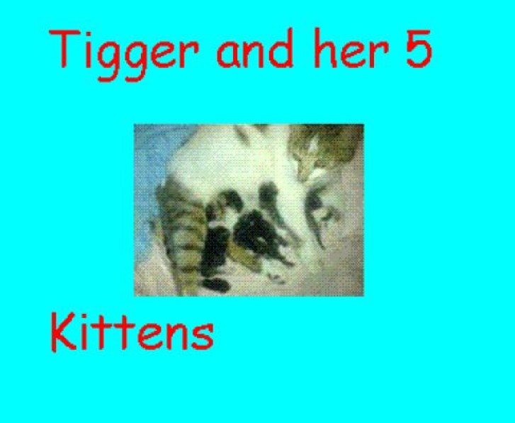 Picture of a cat / kitten / feline